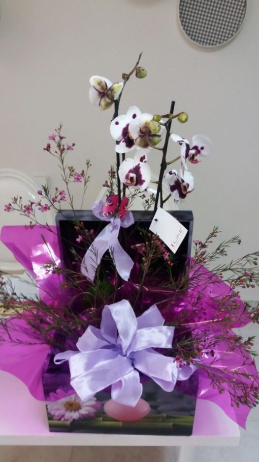 Orquídea decorada