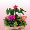 Cesta de plantas con flores – Regalo alegre y duradero 2 Cesta de plantas