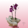 Orquídea natural de dos varas