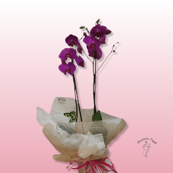 Orquídea natural de dos varas