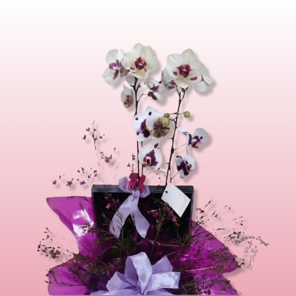 Orquídea decorada