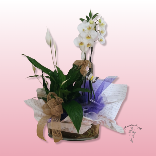 Cesta plantas con orquídeas