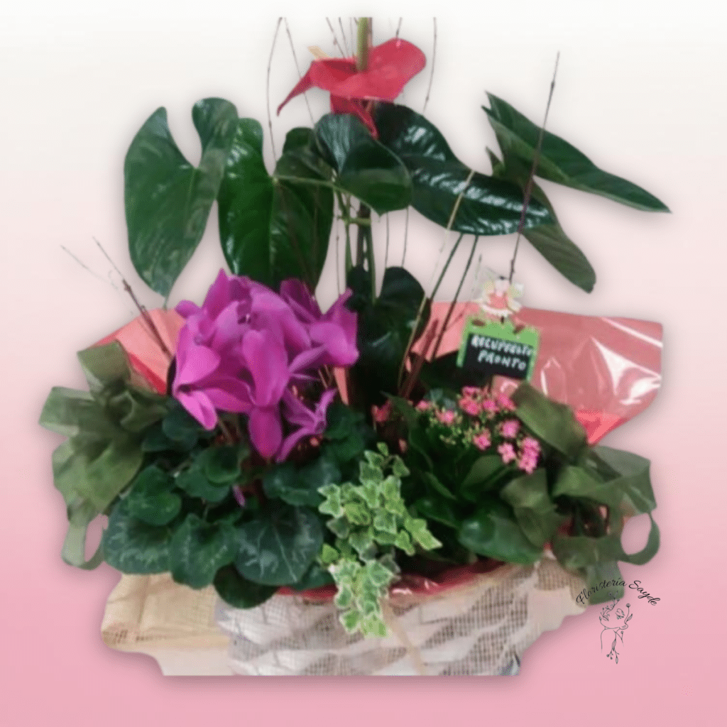 Cesta de plantas