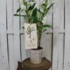 orquidea,botanica-25