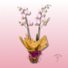 Orquídea