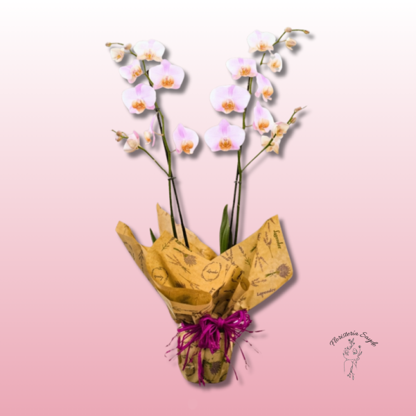 Orquídea