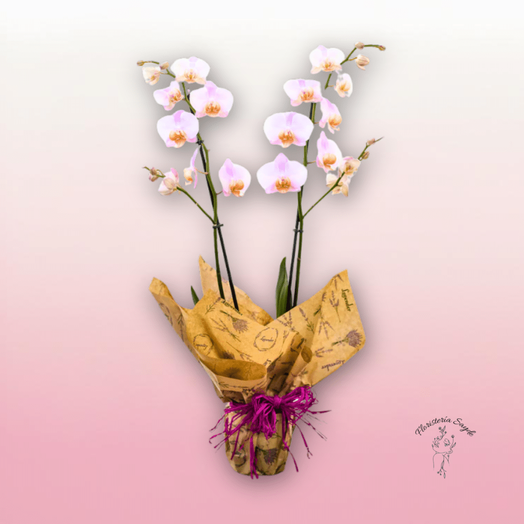 Orquídea