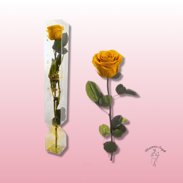Rosa preservada de tallo largo