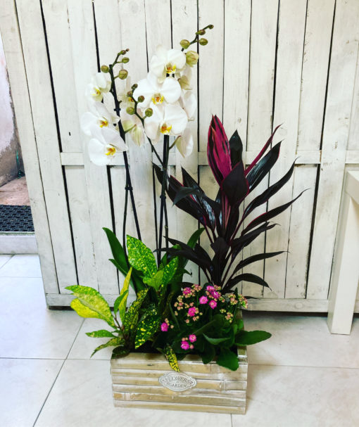 cesta de plantas de interior con orquidea
