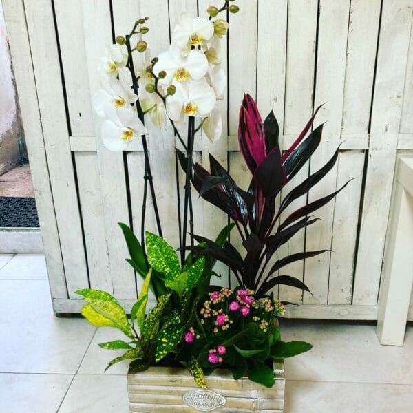 cesta de plantas de interior con orquidea