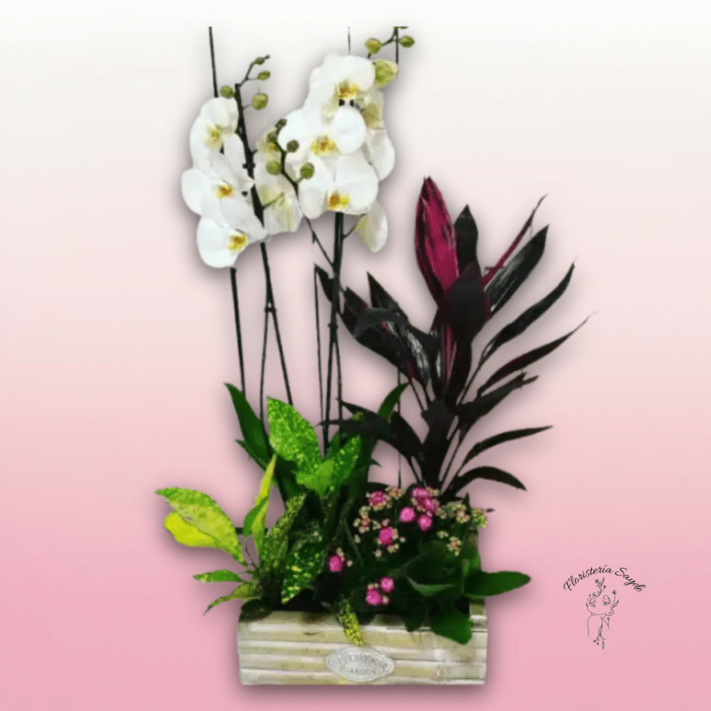 Centro de plantas con orquídea