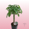 Pachira – La planta del dinero para interior elegante 1 Pachira