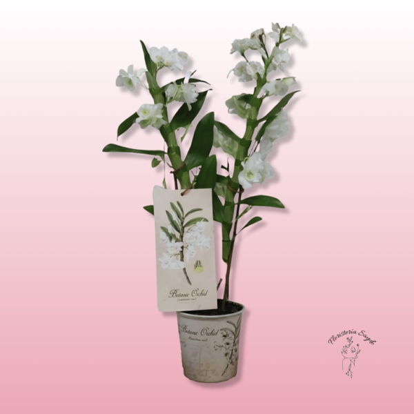 Orquídea botánica