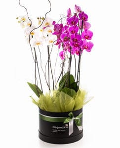 Compra y Envía orquídeas a domicilio