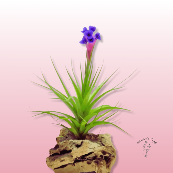Tillandsia Caput Medusae