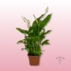 Lirio de Paz Planta Interior – Purificadora y Elegante 2 lirio de paz planta interior