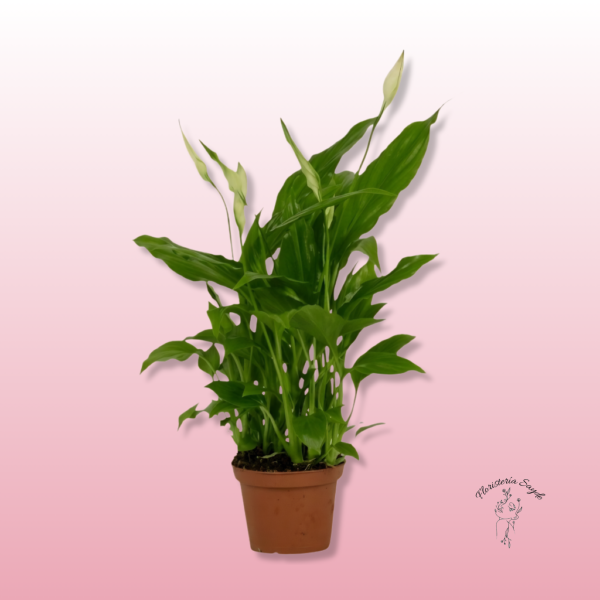 lirio de paz planta interior