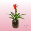 Guzmania – Planta tropical de interior con flor llamativa 1 Guzmania
