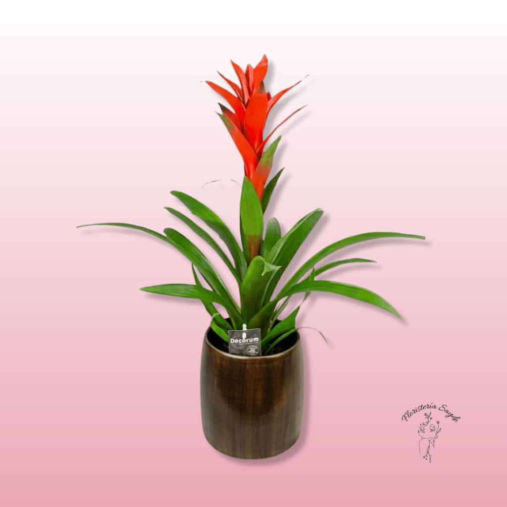 Floristeria Sayde – 2026-05-08T121455.491 Guzmania