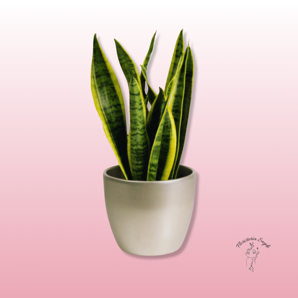 Floristeria Sayde - 2026-05-08T121851.070 sansevieria pequeña