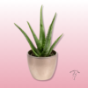 Planta de Aloe Vera: Beneficios, Cuidados y Usos Naturales 2 planta de Aloe Vera