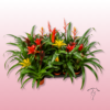 Bromelias – Plantas Exóticas para Decorar tu Hogar 3 Bromelias – Plantas Exóticas para Decorar tu Hogar 2