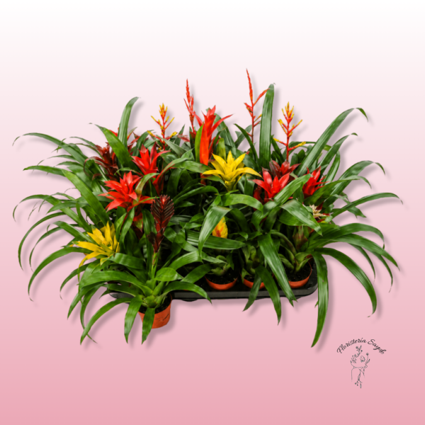 Bromelias – Plantas Exóticas para Decorar tu Hogar