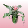 Aechmea rosa – Planta exótica y elegante para interior 1 Aechmea rosa