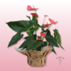 Anthurium – La planta con flor más resistente y duradera 2 Anthurium