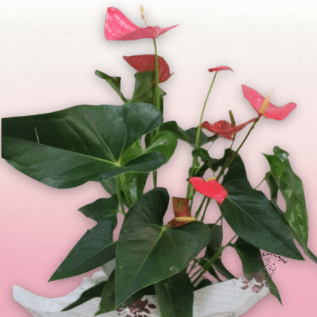 Anthurium