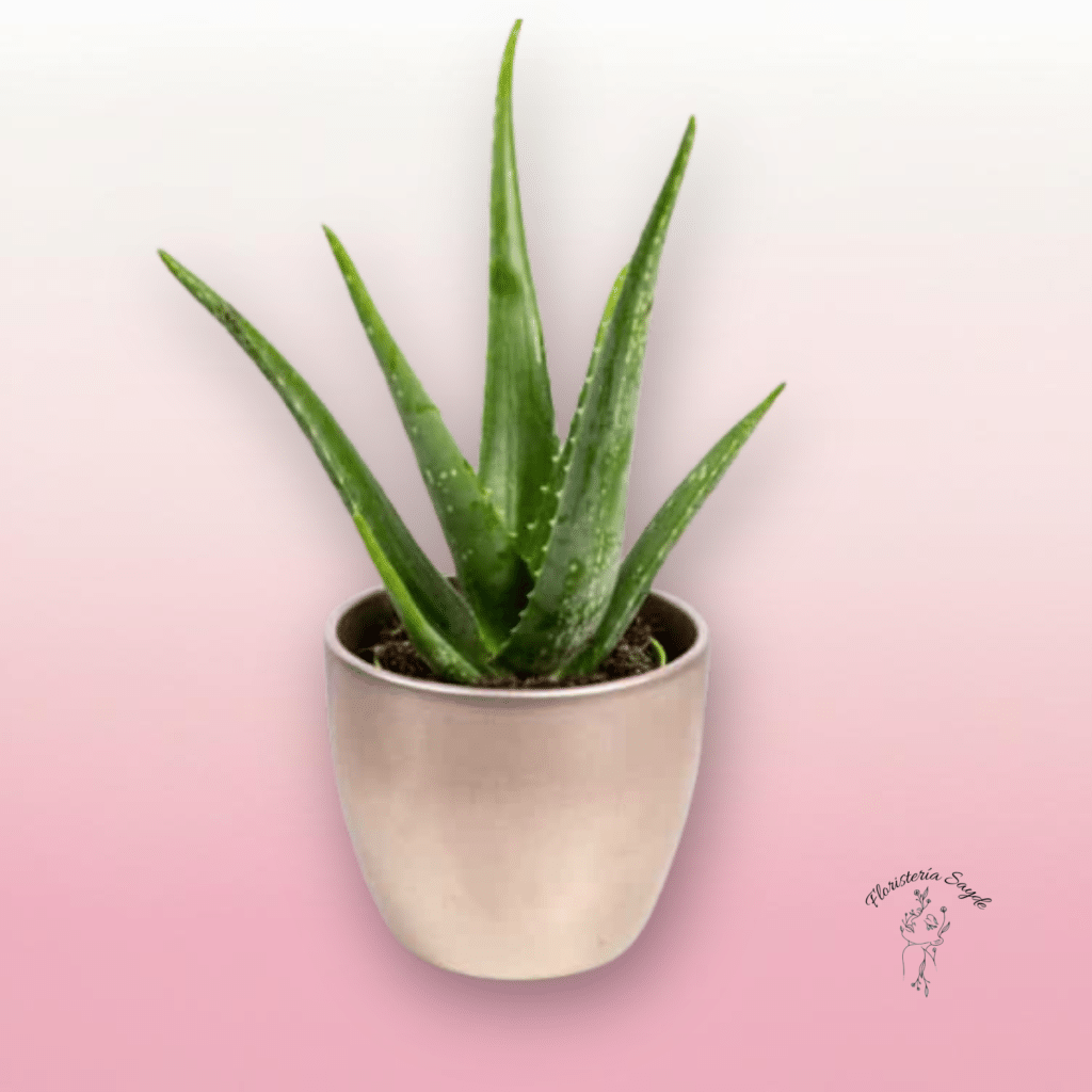 planta de Aloe Vera