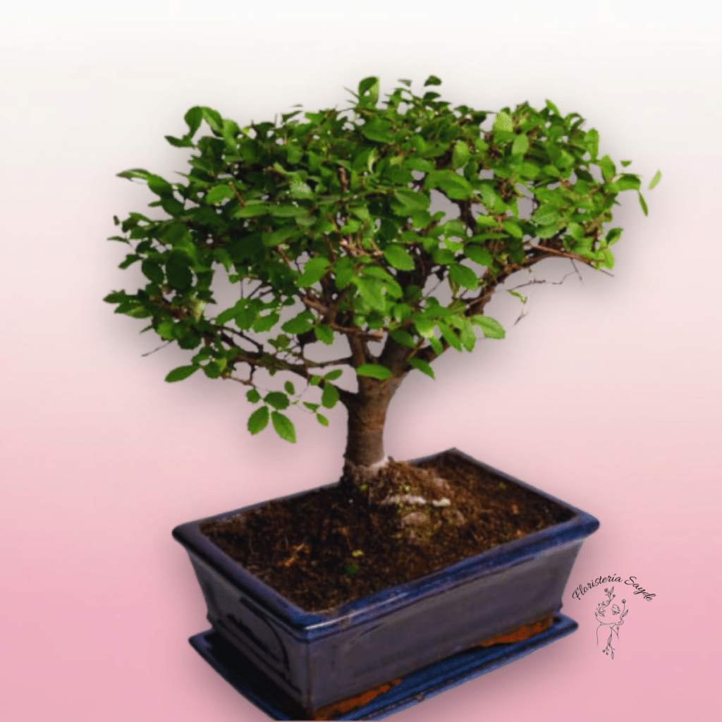 Bonsái de Floristería Sayde