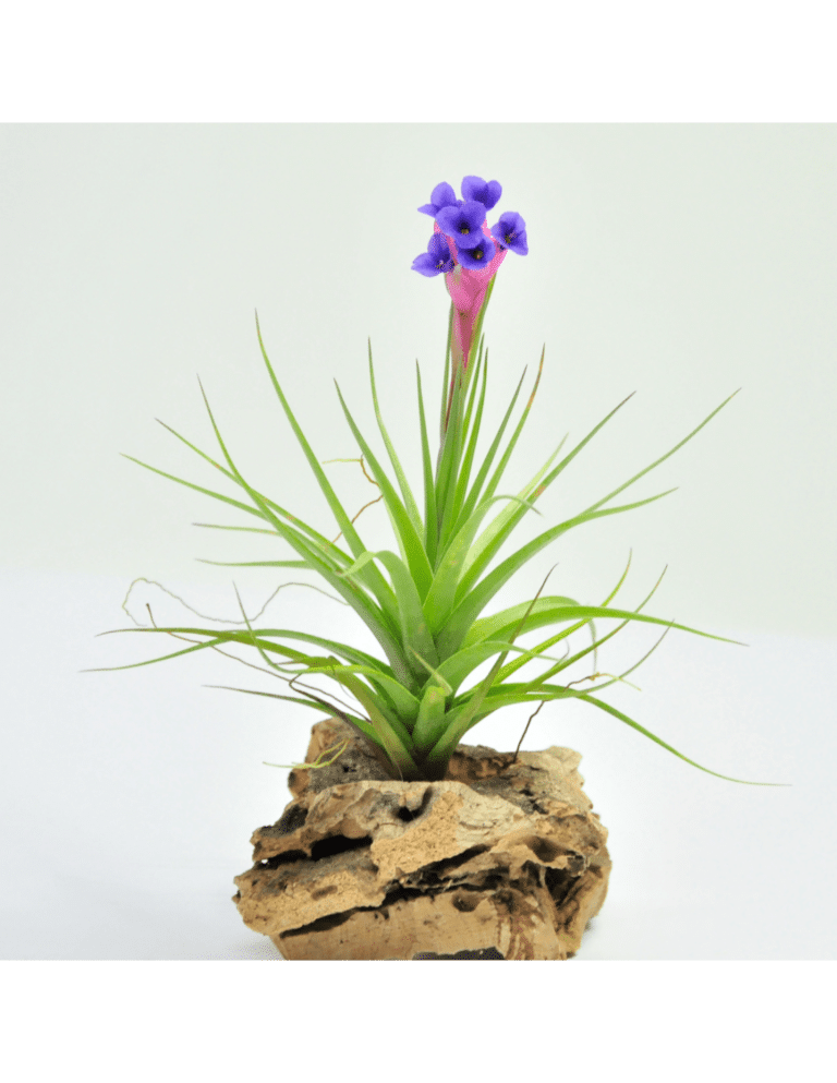 Tillandsia Caput Medusae - Floristeria Sayde