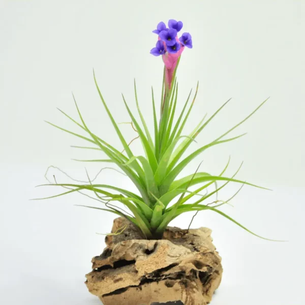 Planta Tillandsia caput-madusae