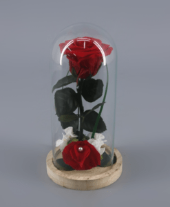 Rosa Preservada en cupula
