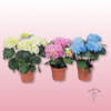 Planta Hortensias en Zaragoza 2 Planta de hortensias de color rojo blanco y azul