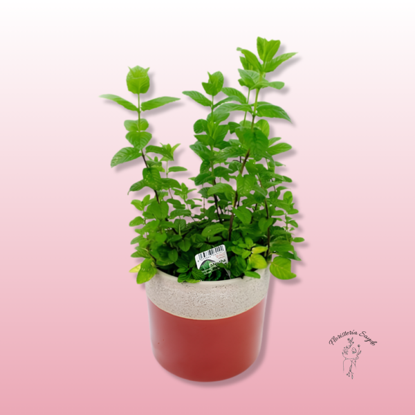 menta en maceta