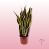 Sansevieria o Lengua de Suegra – Planta de Interior Ideal 1 Sansevieria o lengua de suegra