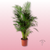 Palmera Kentia – Planta de Interior Elegante y Duradera 1 palmera kentia
