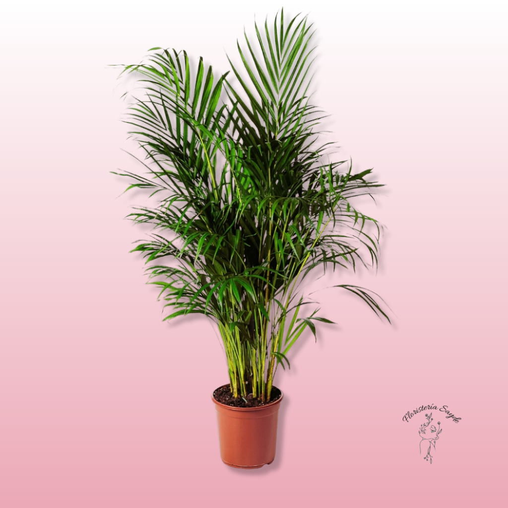 Floristeria Sayde (93) palmera kentia
