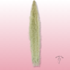Tillandsia Usneoides – Planta Aérea Colgante Natural 2 tillandsia usneoides