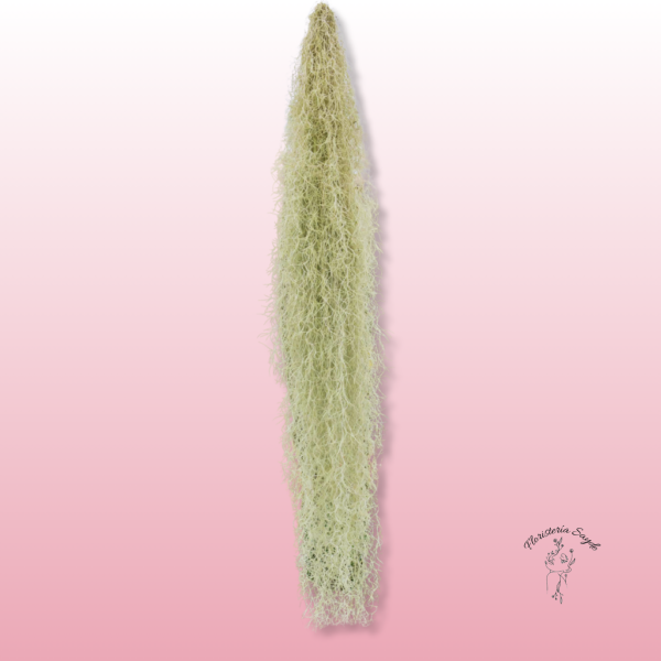tillandsia usneoides