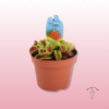 Planta Carnívora Dionaea muscipula 2 planta carnivora en zaragoza
