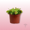 Planta Carnívora Dionaea muscipula 4