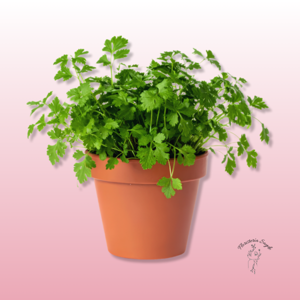 Planta de Cylantro en maceta