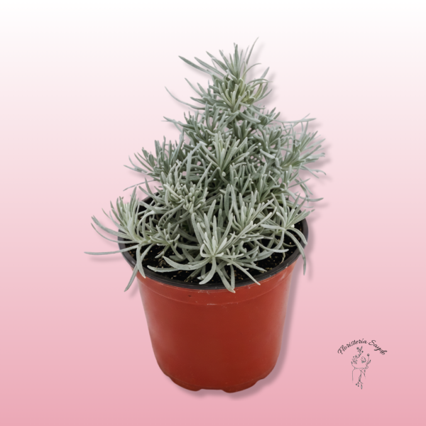 Planta curry en maceta