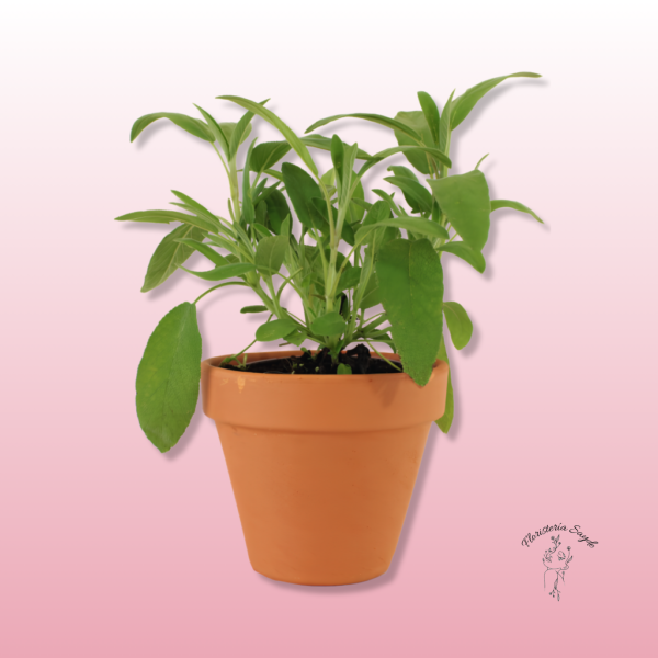 Planta Salvia en maceta