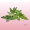 Planta Salvia en maceta - Floristería Sayde 4