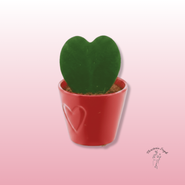 hoya kerrii planta corazón