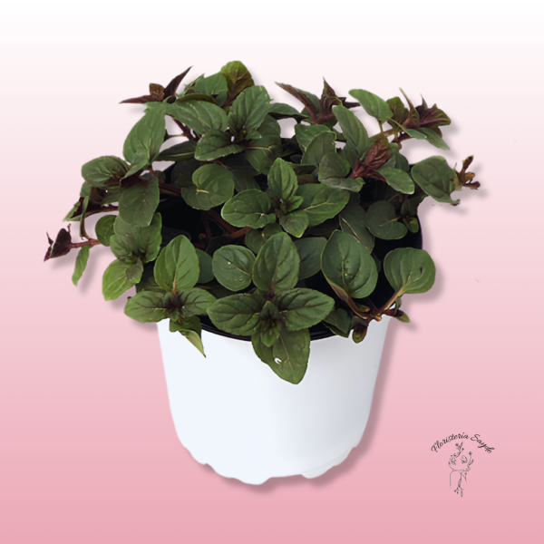 Menta chocolate en maceta